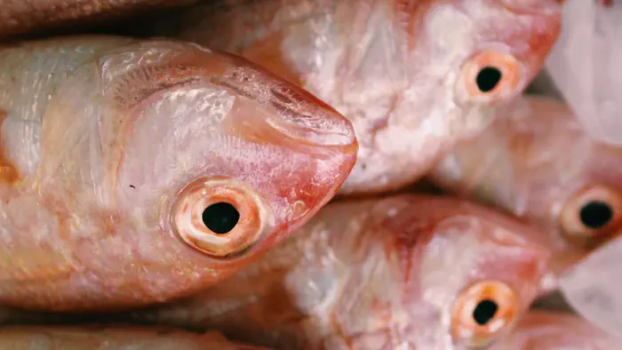 冰鎮陳列的新鮮魚貨